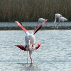 Flamant rose