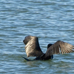 Grand cormoran