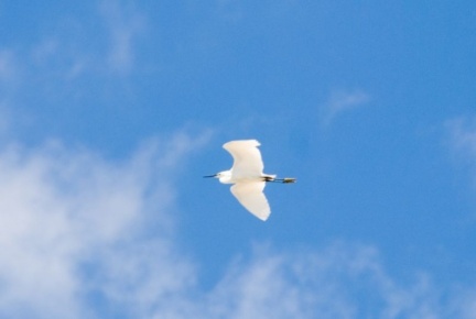 Aigrette garzette
