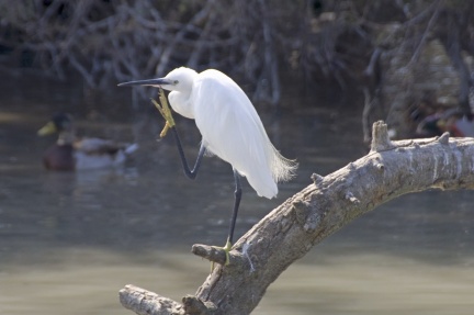 Aigrette garzette