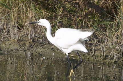 Aigrette garzette