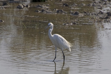 Aigrette garzette