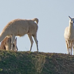 Lama