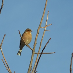Passériformes