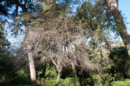 Azérolier
