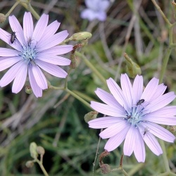 Catananche