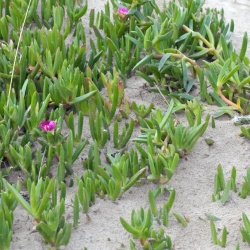 Figue des Hottentots