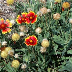Gaillarde