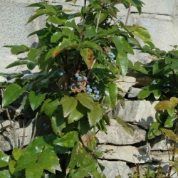 Mahonia