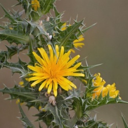 Scolyme