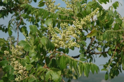 Sumac
