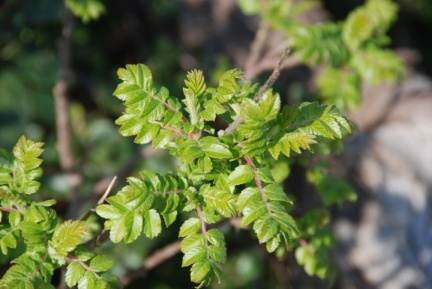 Sumac