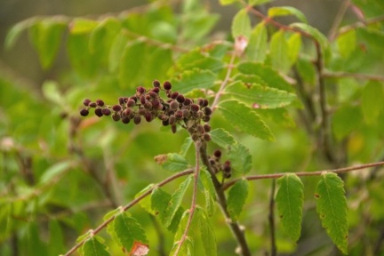 Sumac